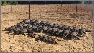 Wild Hog Trapping  9 3333 Feral Hog Capture  JAGER PRO™ [upl. by Ymereg520]