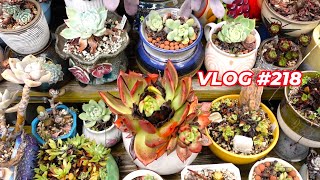 Succulent Disaster Tour  VLOG 218  Growing Succulents with LizK [upl. by Spiegel]