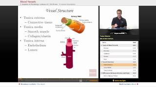 quotBlood Vesselsquot  Anatomy amp Physiology with Educatorcom [upl. by Adamok]