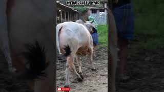 HUGE ONGOLE COW FOR 2025 FROM ROYAL DAIRY FARM GOLBARI trendingvideo shortvideo viralvideo [upl. by Janek567]