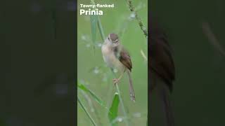 Tawnyflanked Prinia  Prinia subflava  Western Ghats  Nikon Z6III  180 600 zoom Lens [upl. by Toy67]