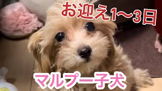 【マルプー子犬】お迎えから3日間の様子動画にしてみた [upl. by Styles976]