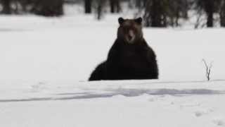 Grizzli dans le parc national Banff [upl. by Haroved]