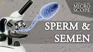 SPERM amp SEMEN UNDER MICROSCOPE  100X 250X 1000X 4K [upl. by Nivalc]