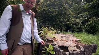 Unusual Natural Regeneration in rotting tree stump [upl. by Alyel]