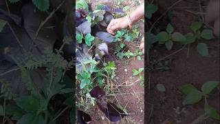 স্টবেরি গাছ বাগান থেকে তুলে টবে বসিয়ে দিলাম plants garden Binarofficial [upl. by Aramen118]