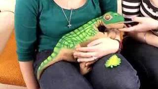 Ugobes Pleo dinosaur robot reviewed by Shiny Media [upl. by Carlson]