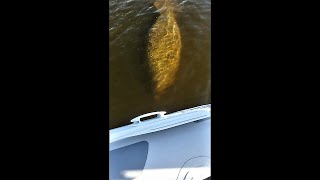 Manatees At My Sailboat [upl. by Chemar277]