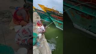 Mullet fishing in boat side water mulletfishing fishingvideos ng [upl. by Artnoed]