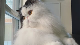 Persian cat grooming [upl. by Anilah]