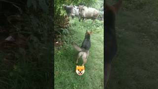 Angry German shepherd barking on cows dog barking attack dogvoice roymonuvlogsjm [upl. by Esylle]