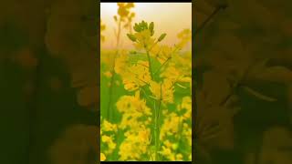 Saraon plant Brassica campestris shortvideo photography viralshorts sunset [upl. by Arorua832]