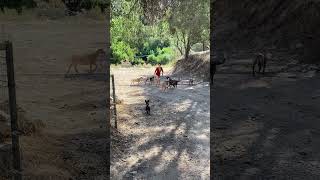 Aly protecting her goats from a pack of wolfs nature california pitbull mom summer milking [upl. by Pincas]