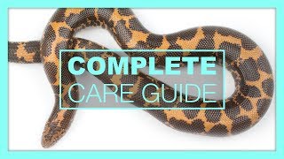 Complete Kenyan Sand Boa Care amp Setup Guide [upl. by Natsirc]