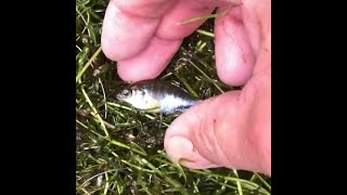 Goodale Farm Pond Hydrilla removal Hydrilla weed removal [upl. by Akinuahs]