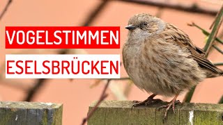 15 Eselsbrücken für Vogelstimmen  Merkhilfen für Vogelstimmen [upl. by Estis]