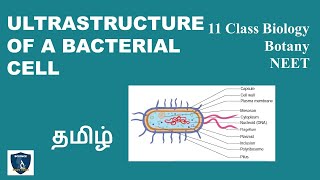 Ultrastructure of a Bacterial Cell in Tamil  Living World  Botany I Class 11  TNSCERT  NEET [upl. by Simmie562]