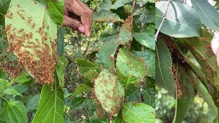 How to find red ants nest on the forest [upl. by Gladwin]