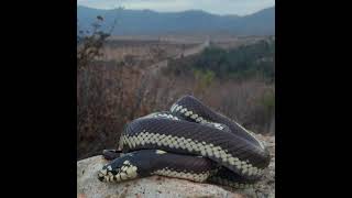 A Striped California Kingsnake seen at Otay Lakes Herping SD [upl. by Alimac]