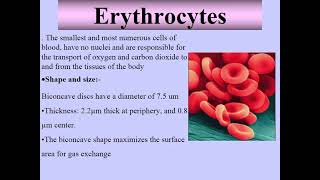 Blood  Histology 3  HematologyampLymph System [upl. by Cathie]