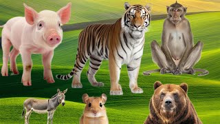 Cute animal video tiger  monkey  pig  rat  bear  donkey  bear  elephant  lion  cow [upl. by Furtek]