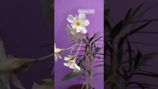 White oleander motivation plants tips knowledge kaner garden white flowers terracegarden [upl. by Brod]