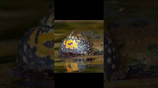 Sounds of European Fire Bellied Toad Bombina Bombina mating call shorts bombina mating [upl. by Anikram]