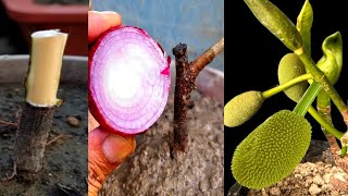 Jackfruit Grafting Technique using Onion  And How To Care Mango Tree After Grafting [upl. by Sorazal]