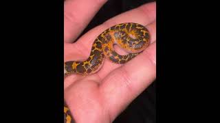 Baby sand boa [upl. by Htebsle]