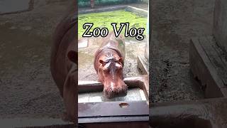 I am a Hippopotamus🦛 shorts rhymes kidssong zoo hippopotamus Subayyasfoodandvlogs [upl. by Nalad469]