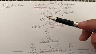 Ciclo de la urea [upl. by Hairim]