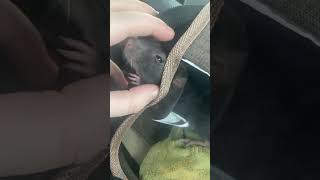 Three rats in a carrier 3 trying to escape [upl. by Stanwin]