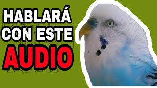 ENSÉÑALE A HABLAR A TU PERIQUITO CON ESTE AUDIO [upl. by Cowden]