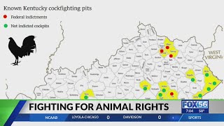 Animal rights advocates continue to push against Kentucky cockfighting [upl. by Clyte]