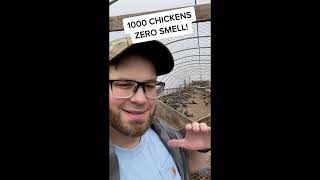 How to Stop The Smell From Chicken Houses [upl. by Yllil]