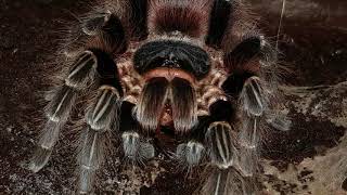 Tarantula Feeding Video 088  Acanthoscurria chacoana [upl. by Caspar484]