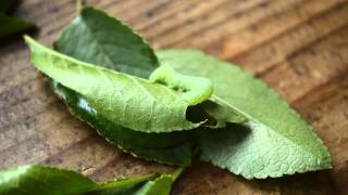 Amphipyra pyramidea caterpillar eating a leaf [upl. by Koziara]