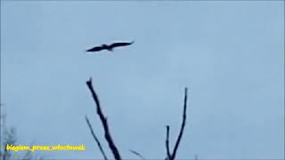 Orzeł Bielik White tailed eagle Zalew włocławski Włocławek 20 10 2024 [upl. by Hrutkay]