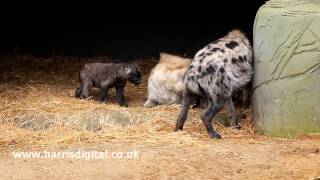 Baby Hyena [upl. by Ecargyram]