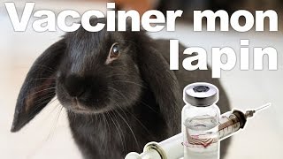 Vacciner mon lapin [upl. by Ailiec19]