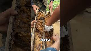 Harvesting Honey from Stingless Beesvideo facts [upl. by Norod]