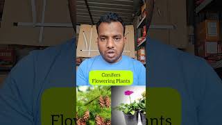 Classification Of Plants  Conifers And Flowering Plants  NEET science biology education [upl. by Apps]