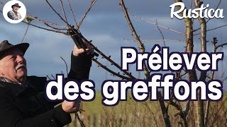 Prélever un greffon sur un arbre fruitier [upl. by Idnar]