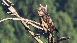 サシバ 野鳥 Greyfaced buzzard Butastur indicus wildbirds [upl. by Woodall]