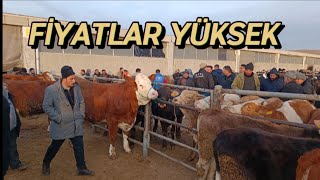 22 ŞUBAT PERŞEMBE ANKARA ÇUBUK HAYVAN PAZARI GÜNCEL FİYATLAR [upl. by Torres]