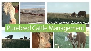 Hereford  Purebred Cattle Management  Genetic Change [upl. by Nnire]