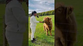 Highland Cows in Edinburgh Scotland 🏴󠁧󠁢󠁳󠁣󠁴󠁿 [upl. by Romeyn]