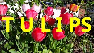 TULIP SYMBOLISM AND COLORS [upl. by Almeeta]