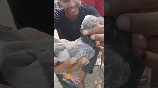 কাটাখালি হাটরাজশাহী  giribazpigeon masteragrobd pigeon viralshorts viralyoutubeshorts [upl. by Glavin]