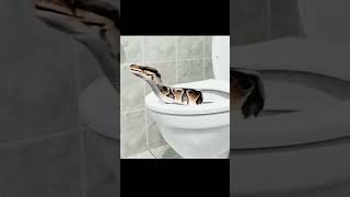 Snake In Toilet 💀 [upl. by Arielle]